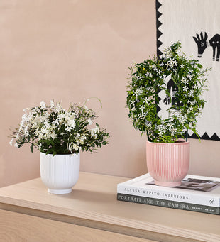 Scented Jasmine Pair