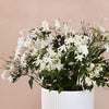 Scented Pair