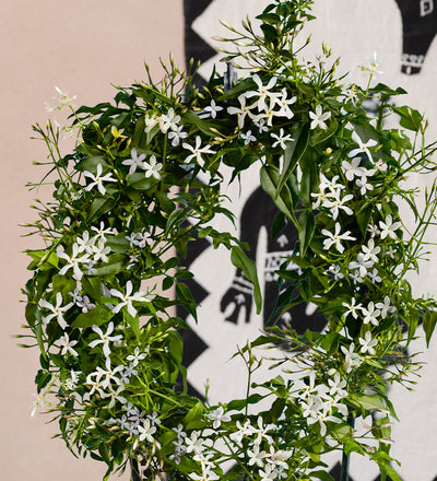 Scented Jasmine Pair