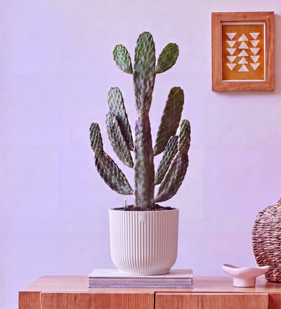 Cowboy Cactus in Self-watering Pot