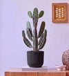 Cowboy Cactus in Self-watering Pot