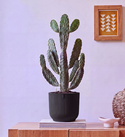 Cowboy Cactus in Self-watering Pot