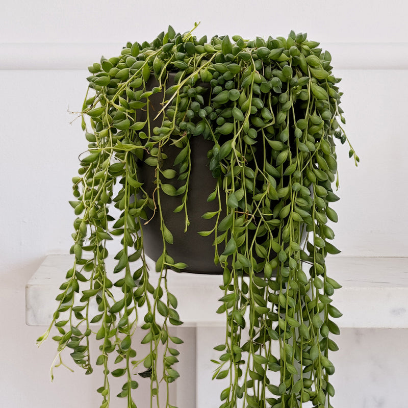 String of Rubies