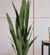 Artificial Snake Plant