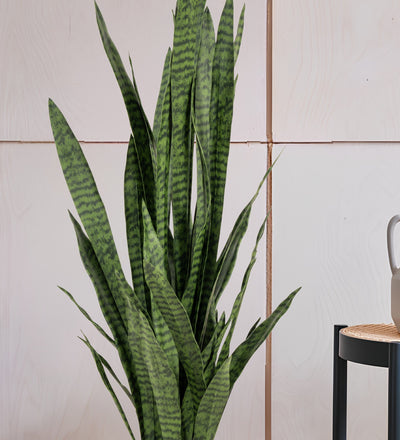 Artificial Snake Plant