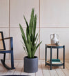 Artificial Snake Plant