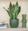 Snake Plant & Pot