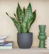 Snake Plant & Pot