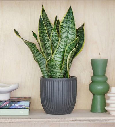 Snake Plant & Pot
