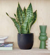 Snake Plant & Pot