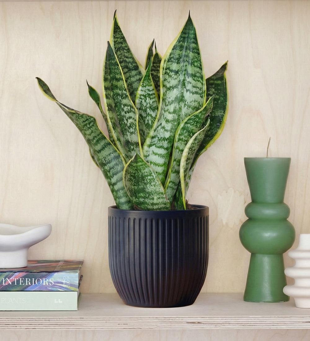 Snake Plant & Pot