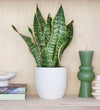 Snake Plant & Pot