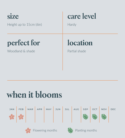 Snowdrop Bulbs - size, care level, ideal position and flowering months