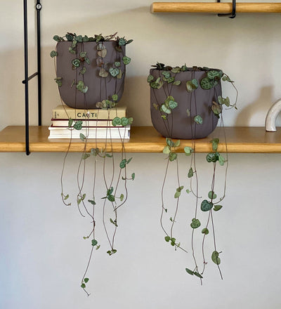 String of Hearts Pair