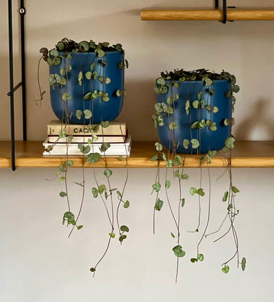 String of Hearts Pair