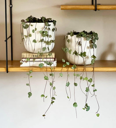 String of Hearts Pair