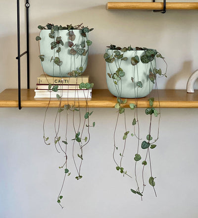 String of Hearts Pair