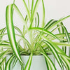 Spider Plant
