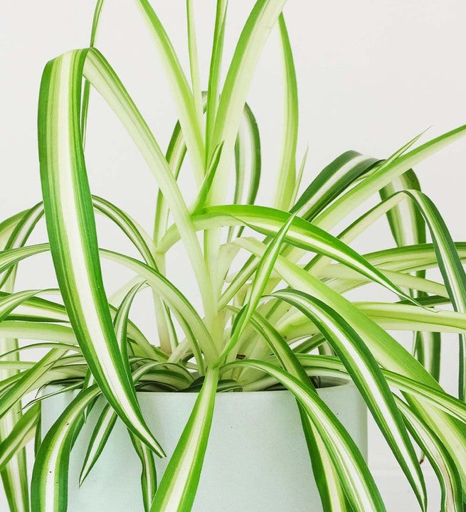 Spider Plant