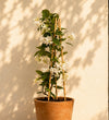 Star Jasmine