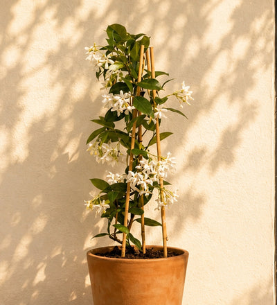Star Jasmine