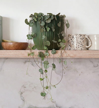 String Of Hearts & Pot