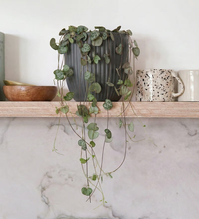 String Of Hearts & Pot