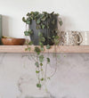 A Year of Houseplants Bundle