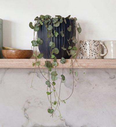 String Of Hearts & Pot