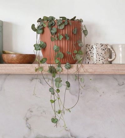 String Of Hearts & Pot