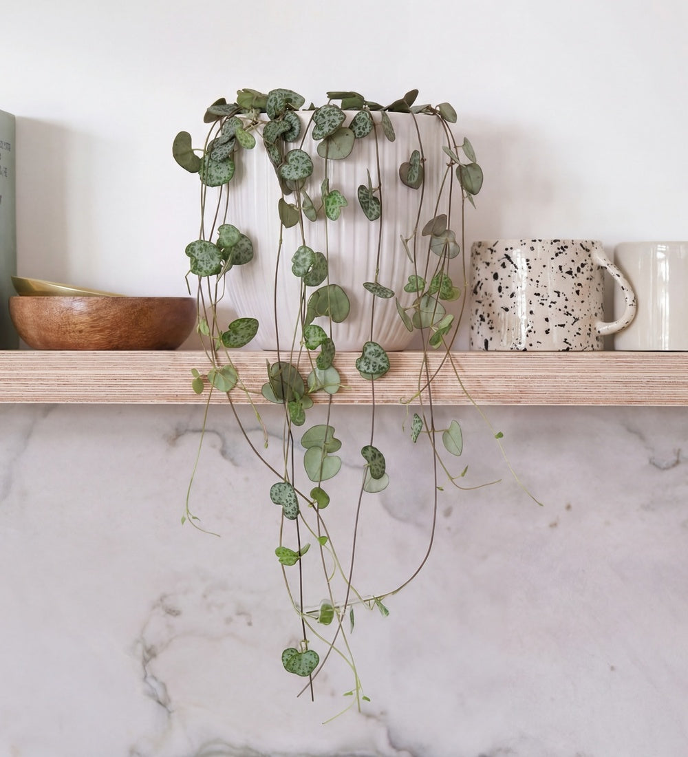 String Of Hearts & Pot