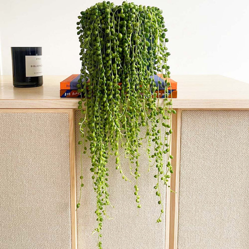 String of Pearls & Pot