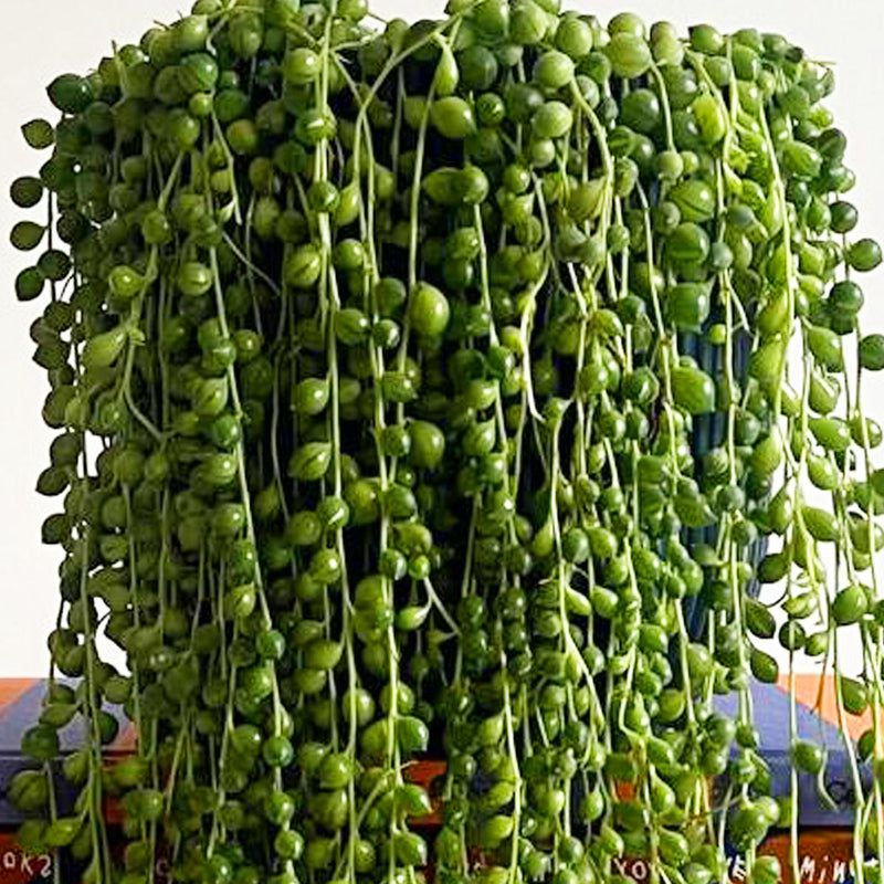 String of Pearls & Pot