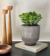 Jade Plant & Pot