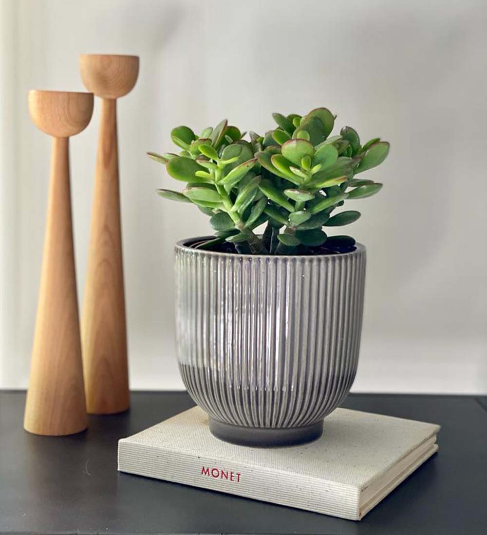 Jade Plant
