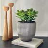 Jade Plant & Pot