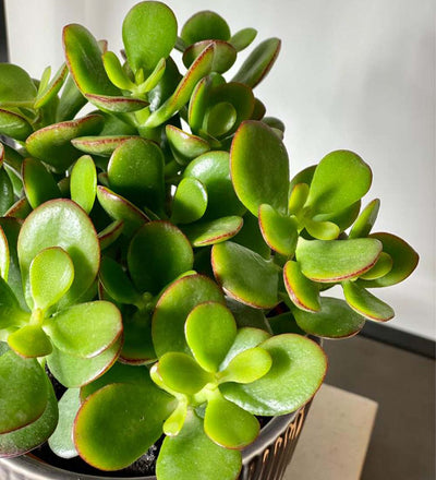jade plant uk Jade Plant