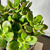 Jade Plant & Pot