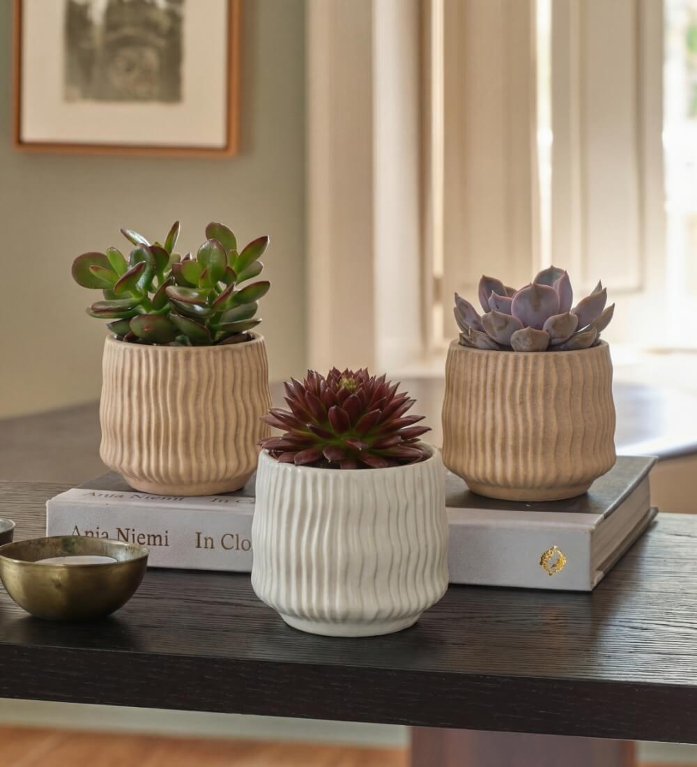 Succulent & Pot