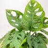 Swiss Cheese Obliqua & Pot