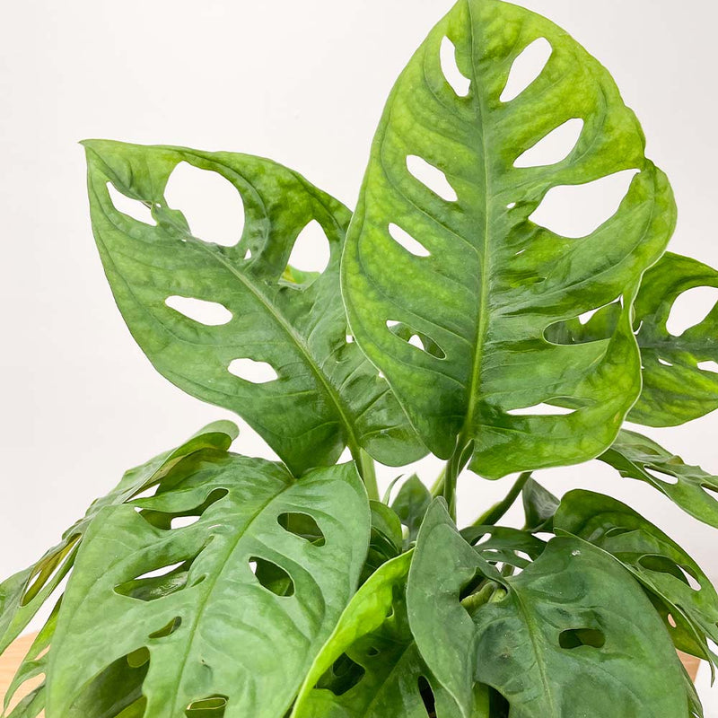 Swiss Cheese Obliqua & Pot