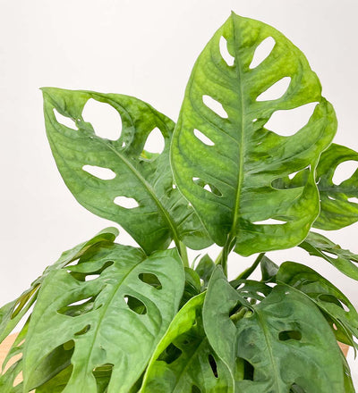 Swiss Cheese Obliqua & Pot