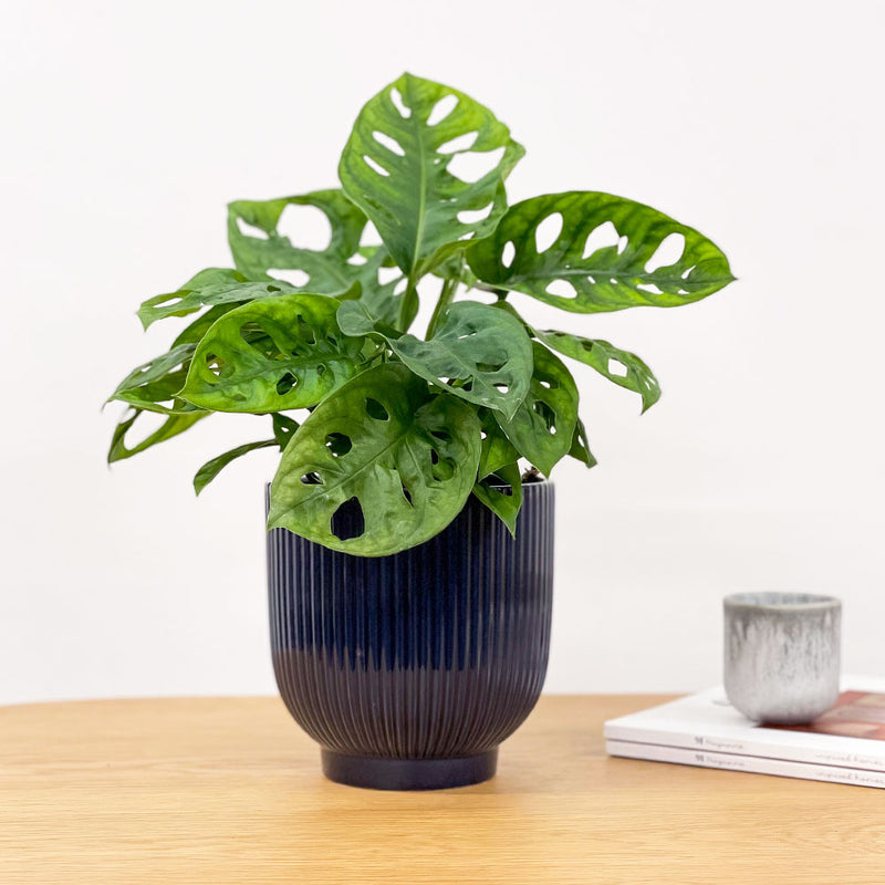 Swiss Cheese Obliqua & Pot