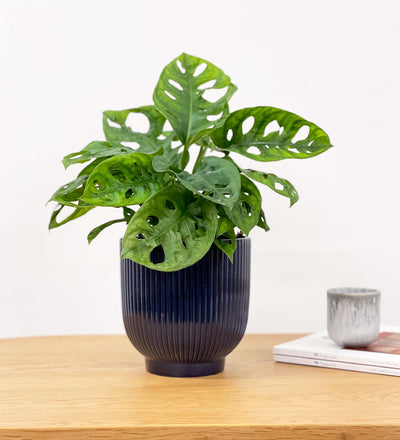 Swiss Cheese Obliqua & Pot