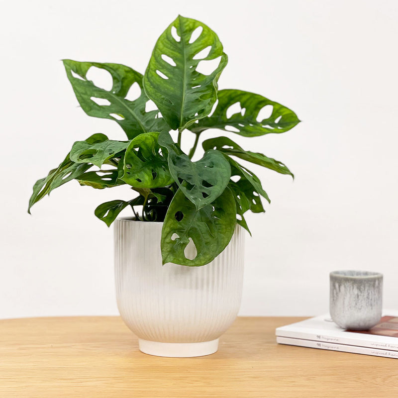 Swiss Cheese Obliqua & Pot