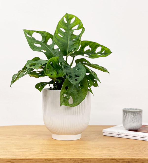 Swiss Cheese Obliqua & Pot