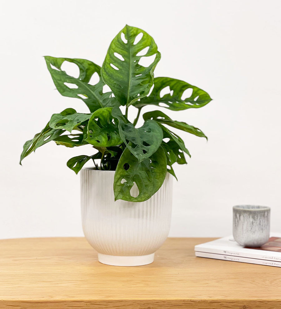 Swiss Cheese Obliqua & Pot