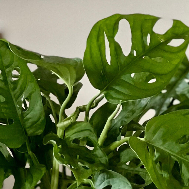Swiss Cheese Obliqua Pair