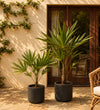 Trachycarpus