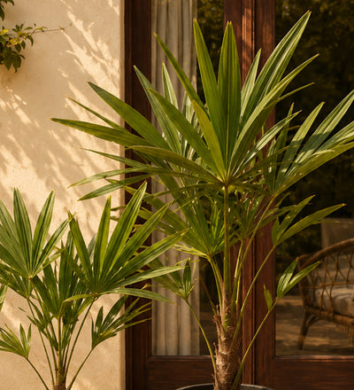 Trachycarpus
